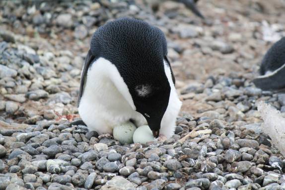Pinguim adelie choca seus dois ovos em Brown Bluff, na Antártida